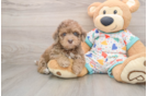 Havapoo Puppy for Adoption