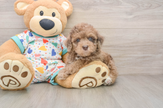Havapoo Puppy for Adoption