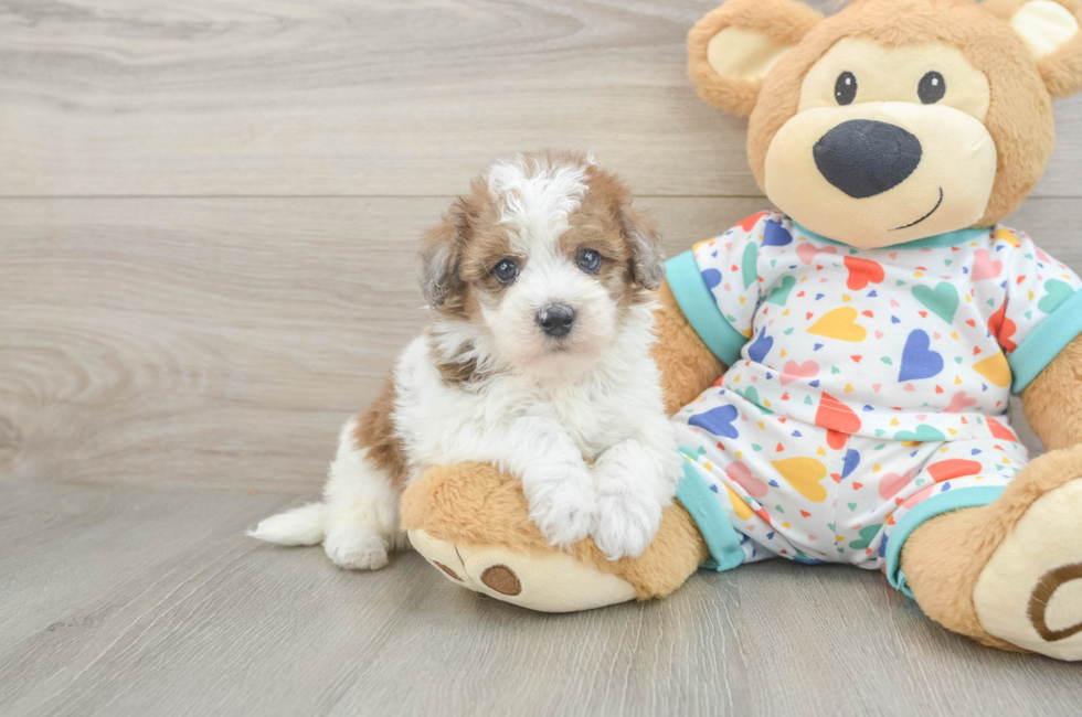6 week old Havapoo Puppy For Sale - Simply Southern Pups