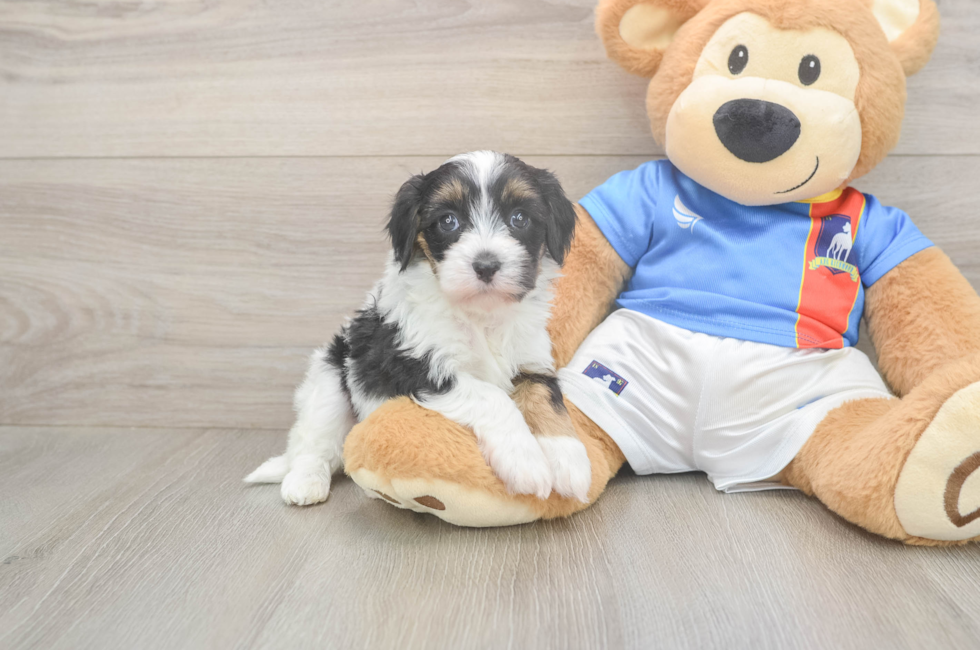 5 week old Havapoo Puppy For Sale - Simply Southern Pups