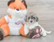 9 week old Havapoo Puppy For Sale - Simply Southern Pups