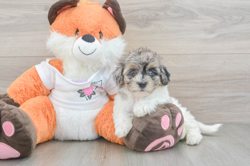 6 week old Havapoo Puppy For Sale - Simply Southern Pups