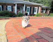 9 week old Havapoo Puppy For Sale - Simply Southern Pups