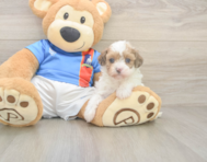 7 week old Havapoo Puppy For Sale - Simply Southern Pups