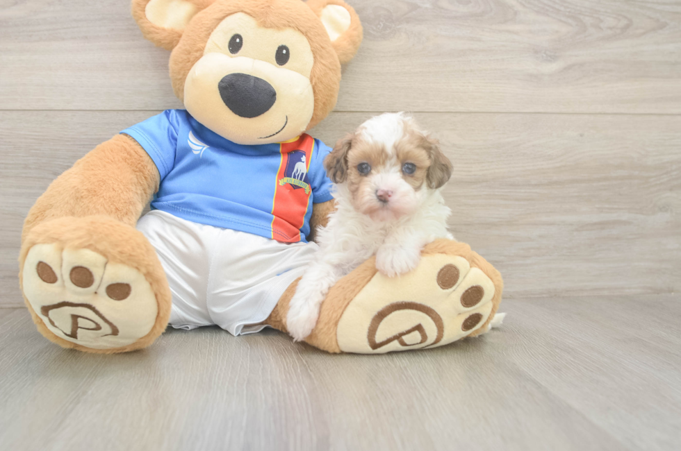 5 week old Havapoo Puppy For Sale - Simply Southern Pups