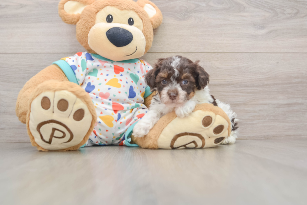 Havapoo Pup Being Cute