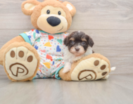 8 week old Havapoo Puppy For Sale - Simply Southern Pups