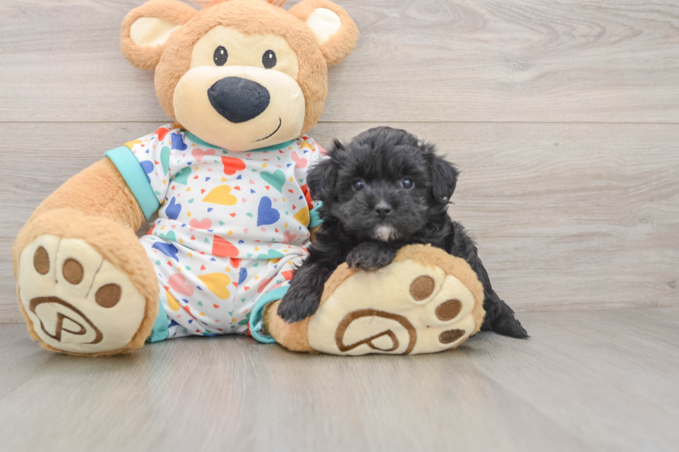 Playful Havadoodle Poodle Mix Puppy