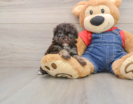 9 week old Havapoo Puppy For Sale - Simply Southern Pups