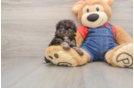 Cute Havapoo Baby