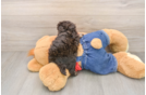 Havapoo Puppy for Adoption