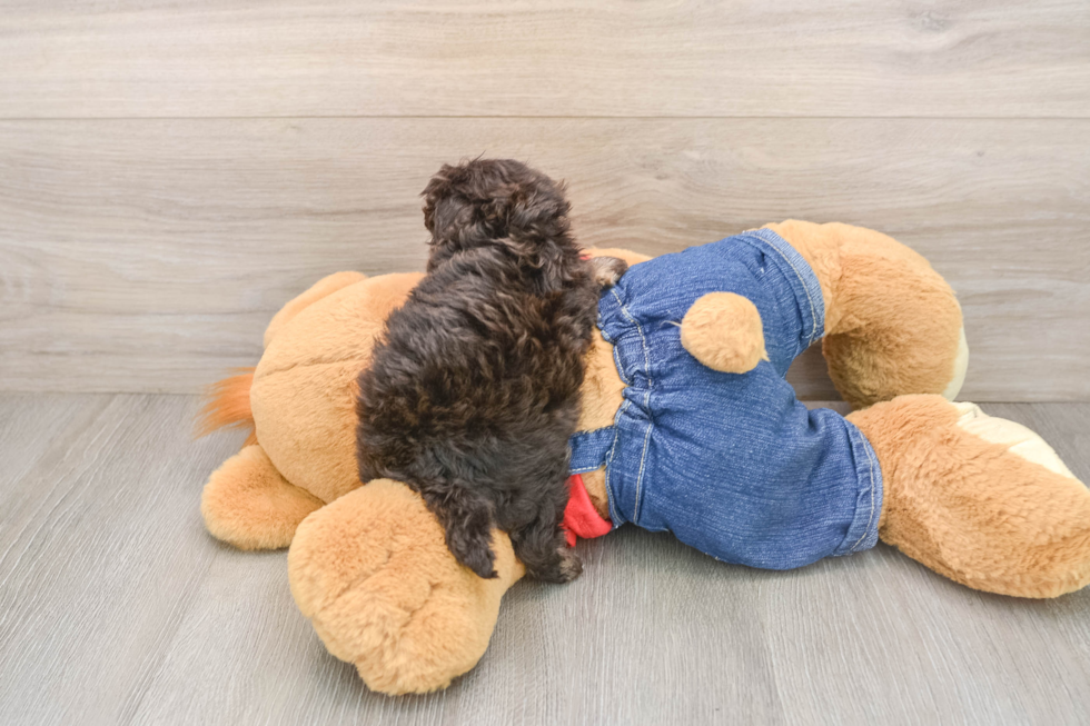 Havapoo Puppy for Adoption