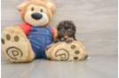 Fluffy Havapoo Poodle Mix Pup