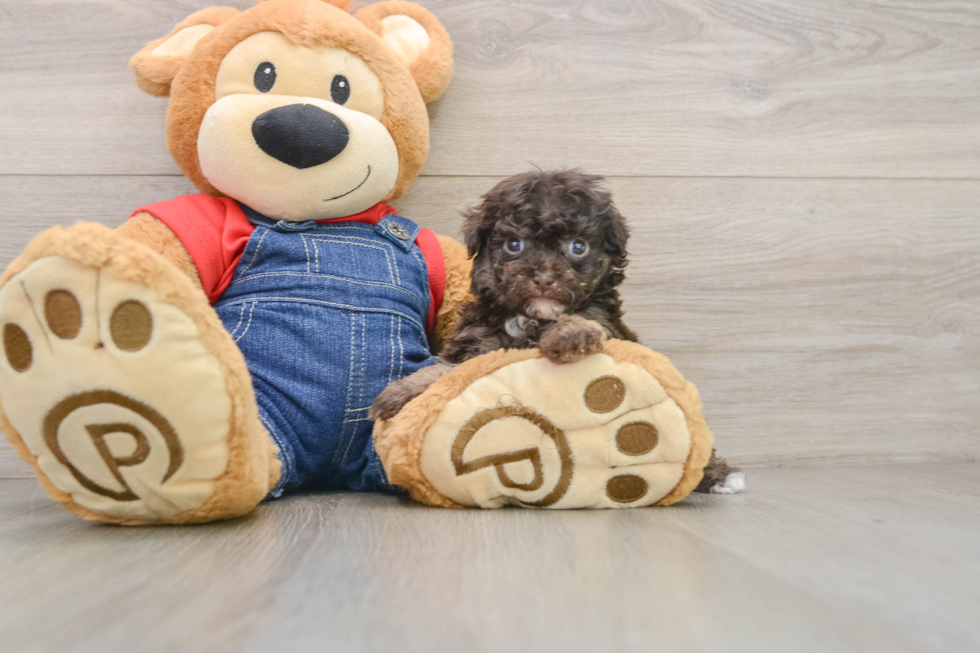 Fluffy Havapoo Poodle Mix Pup
