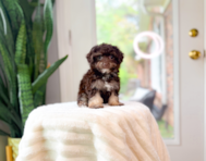 9 week old Havapoo Puppy For Sale - Simply Southern Pups