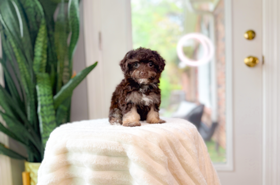 Havapoo Puppy for Adoption