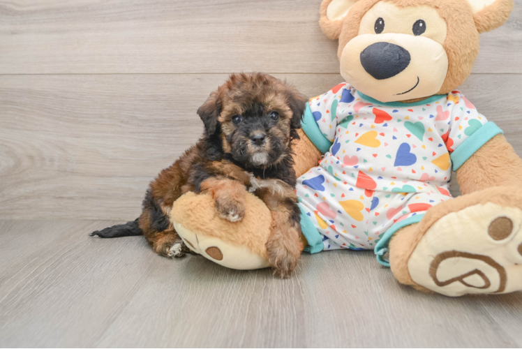 Hypoallergenic Havadoodle Poodle Mix Puppy
