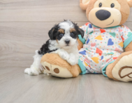 8 week old Havapoo Puppy For Sale - Simply Southern Pups