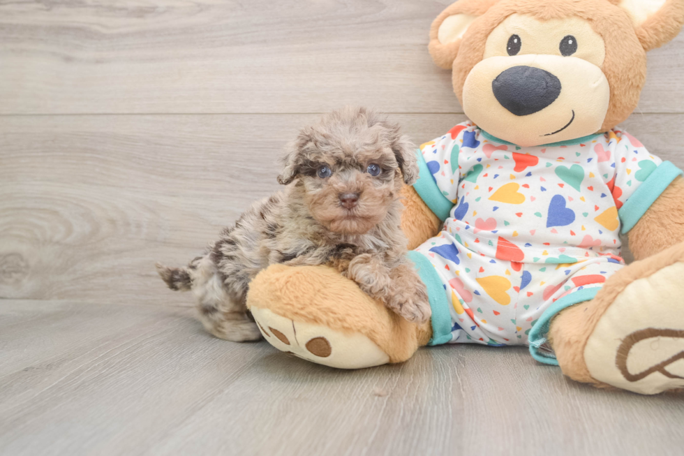 Hypoallergenic Havadoodle Poodle Mix Puppy
