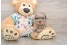 Best Havapoo Baby