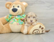 8 week old Havapoo Puppy For Sale - Simply Southern Pups