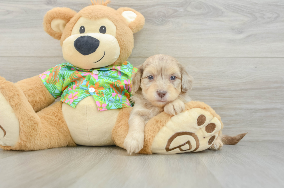 5 week old Havapoo Puppy For Sale - Simply Southern Pups