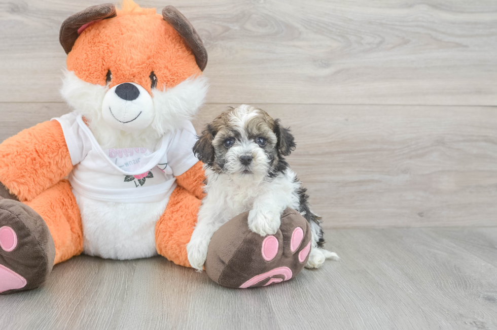 6 week old Havapoo Puppy For Sale - Simply Southern Pups