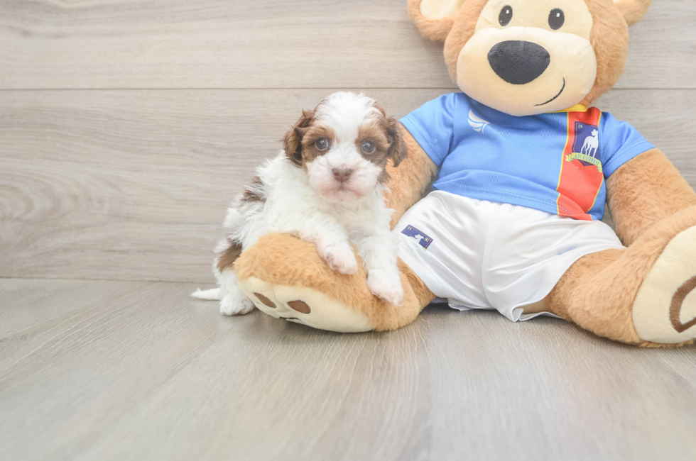 5 week old Havapoo Puppy For Sale - Simply Southern Pups