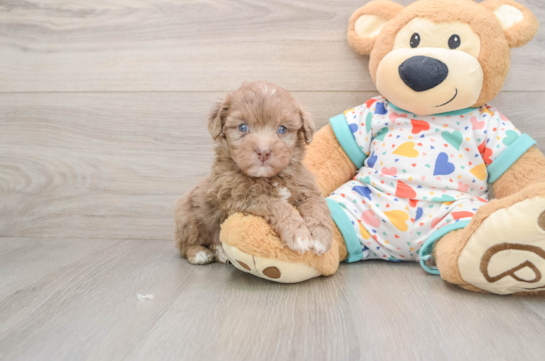 Fluffy Havapoo Poodle Mix Pup
