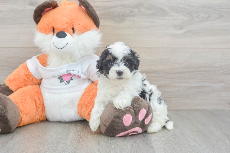 6 week old Havapoo Puppy For Sale - Simply Southern Pups