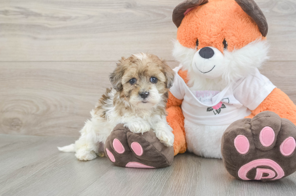 6 week old Havapoo Puppy For Sale - Simply Southern Pups