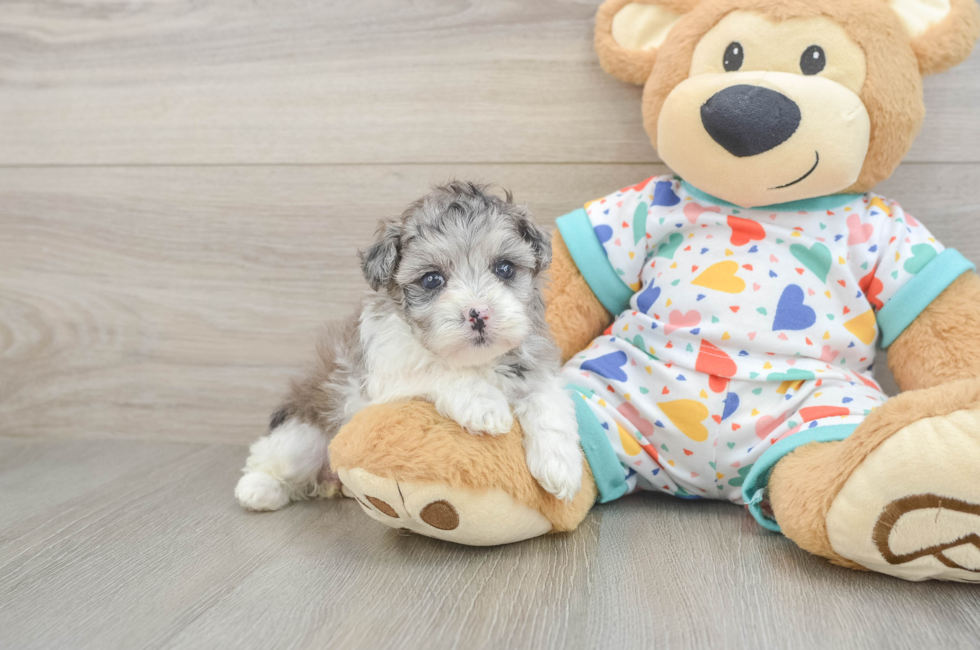 5 week old Havapoo Puppy For Sale - Simply Southern Pups