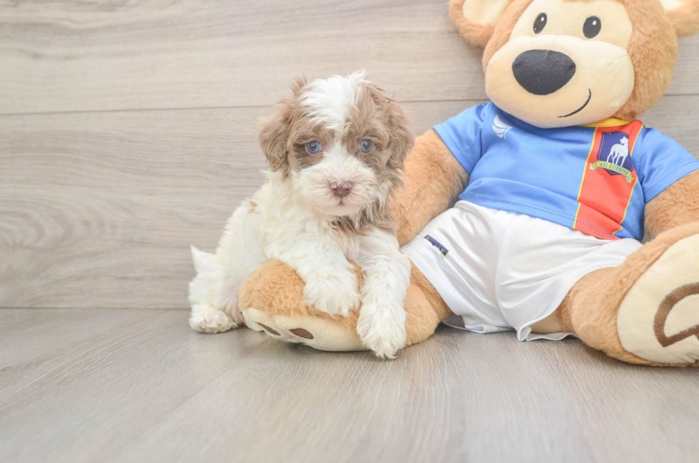 5 week old Havapoo Puppy For Sale - Simply Southern Pups