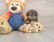 7 week old Havapoo Puppy For Sale - Simply Southern Pups