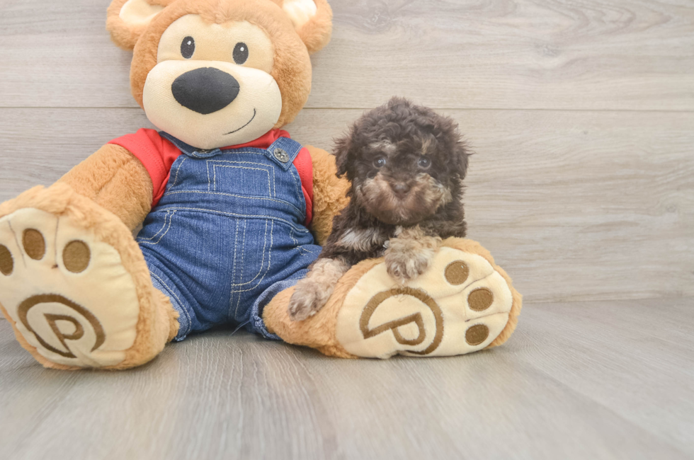 5 week old Havapoo Puppy For Sale - Simply Southern Pups