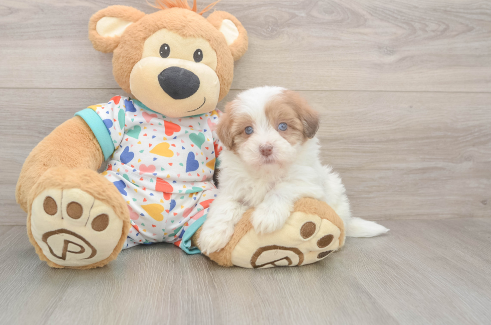 5 week old Havapoo Puppy For Sale - Simply Southern Pups