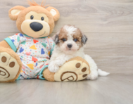 7 week old Havapoo Puppy For Sale - Simply Southern Pups