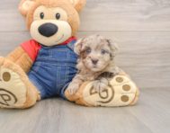 7 week old Havapoo Puppy For Sale - Simply Southern Pups