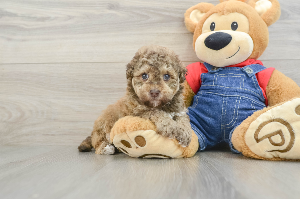 5 week old Havapoo Puppy For Sale - Simply Southern Pups