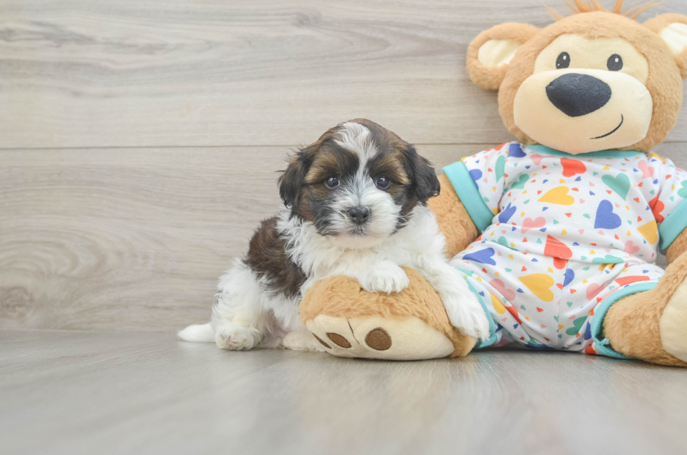5 week old Havapoo Puppy For Sale - Simply Southern Pups