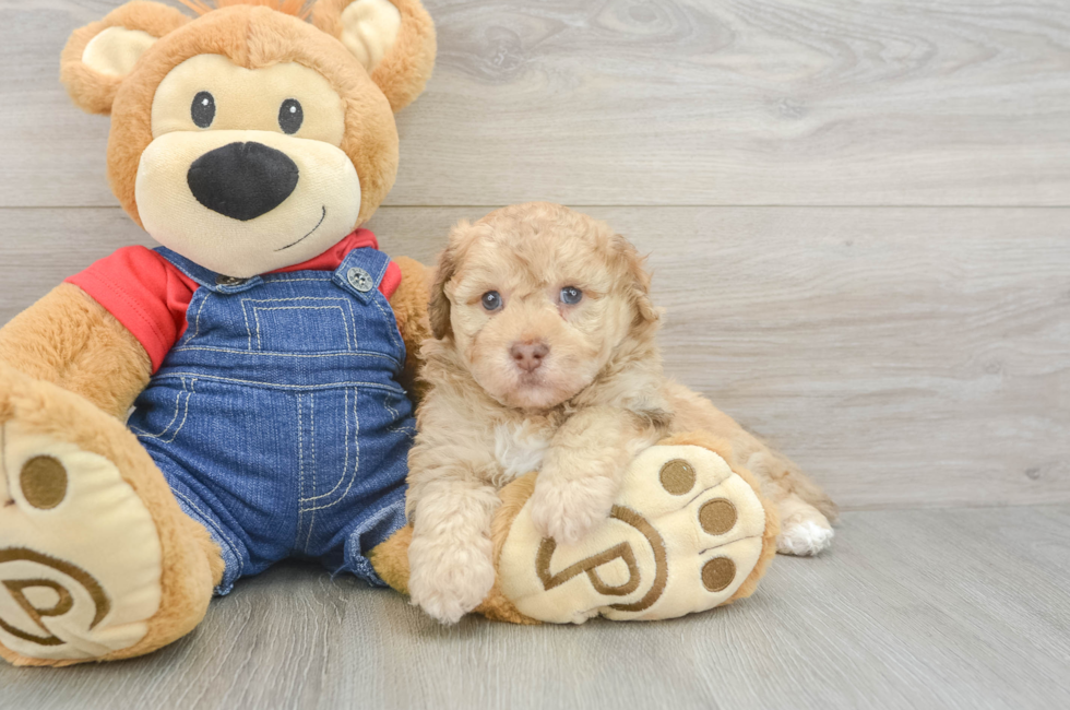 5 week old Havapoo Puppy For Sale - Simply Southern Pups