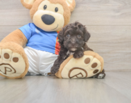 6 week old Havapoo Puppy For Sale - Simply Southern Pups