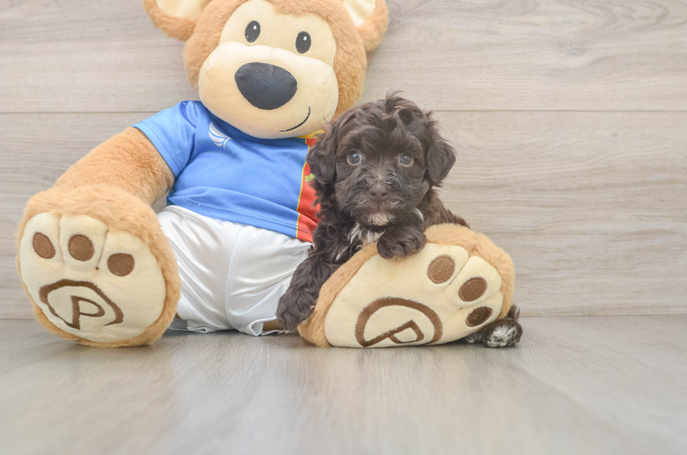 5 week old Havapoo Puppy For Sale - Simply Southern Pups