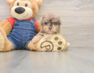 7 week old Havapoo Puppy For Sale - Simply Southern Pups