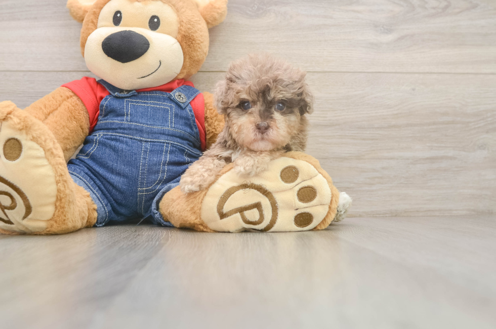 5 week old Havapoo Puppy For Sale - Simply Southern Pups