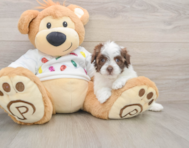 7 week old Havapoo Puppy For Sale - Simply Southern Pups