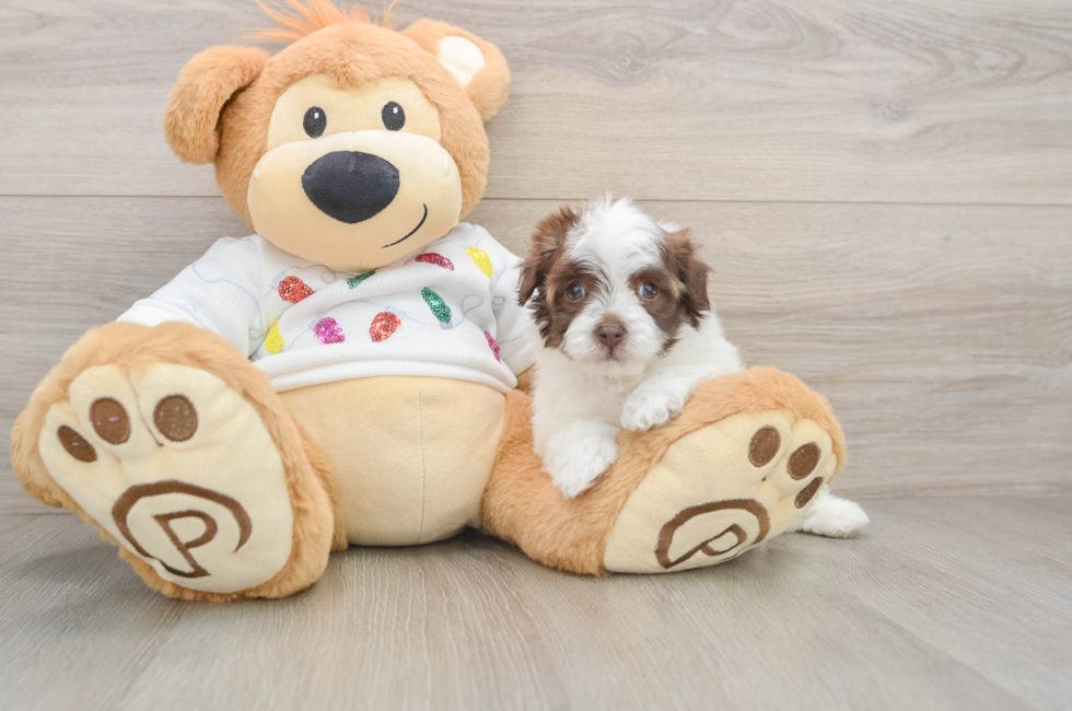 5 week old Havapoo Puppy For Sale - Simply Southern Pups