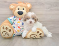 9 week old Havapoo Puppy For Sale - Simply Southern Pups