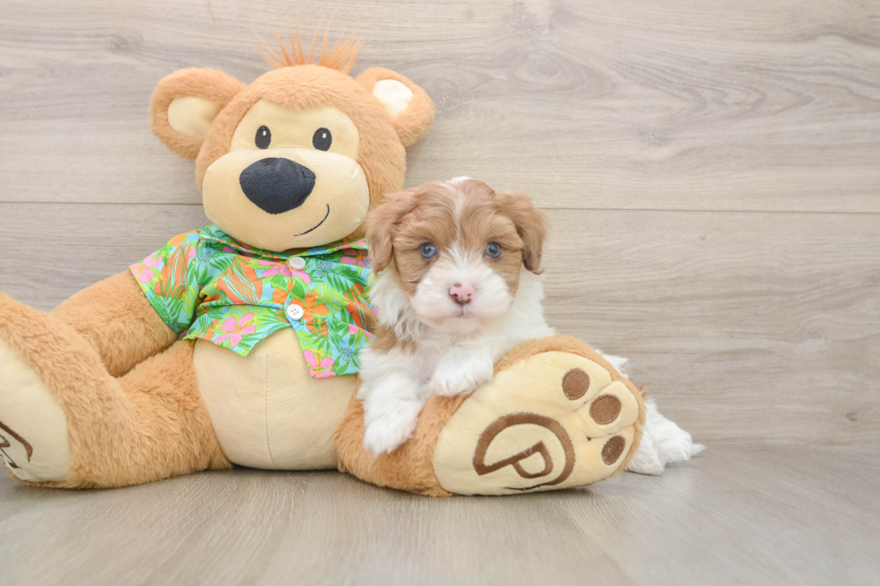 Cute Havapoo Baby