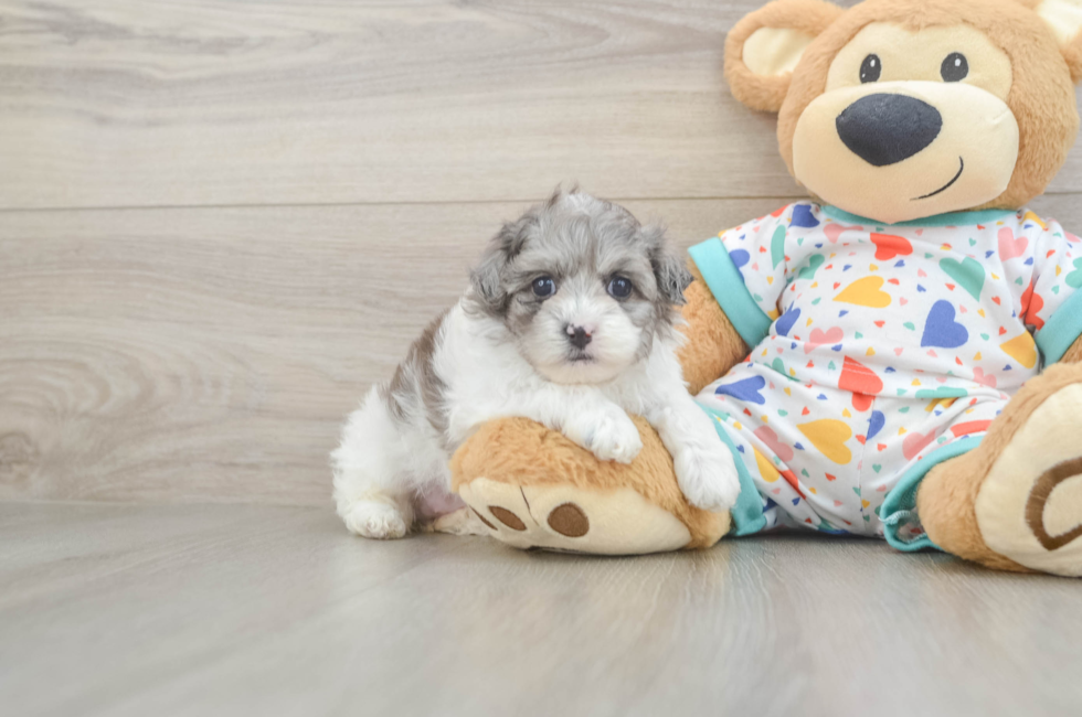 5 week old Havapoo Puppy For Sale - Simply Southern Pups